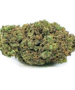 chem 4 strain, chemdawg 4, chem 4, star dawg strain, chemdawg #4, green chem strain, star dog weed, chemdawg seeds, chem 4 og, chem dog seeds, chemdawg seed, chemdawg 4 strain, pt stardawg, og 4 strain, chemdog 4, white chem strain, 4dd strain, chem #4, star dog strain, white chem 4 strain, stardog strain, stardawg strain indica or sativa, chemdog seed, chem 4 og strain, chemdawg allbud, chem dog leafly, stardawg sativa or indica, chem #4 og, stardawg corey strain, leafly stardawg, chem dog 4, stardawg strain review, chem4 strain, chem dawg seeds, dawg strain, stardawg corey, chem4, chemdawg wax, chocolate stardawg, chemdog seeds, stardawg ix, chem strains, chemdog seeds for sale, stardawg strains, chem 4 strain allbud, chemdawg near me, stardawg hybrid, chemdawg 4 yield, chemdog #4, chemdawg 4 seeds, chem #4 strain, chemdawg #4 strain, chem dawg #4, star dawg strain review, 413 chem strain, chemdawg flower time, 4 chem, chemdog greenhouse seeds, chem 4 weed, stardawg review, chemdawg 4 strain review, chemdawg 4 genetics, chem dawg 4, chem 4 seeds, star dawgnstrain