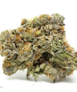 larry bird strain, gelato 45 strain, gelato 44, sunset gelato, strawberry gelato strain, apricot gelato, ice cream gelato strain, crystal gelato strain, purple gelato strain, gelato og, guava gelato strain, gelato 42, gelato #42, gelato cookies, berry gelato strain, glazed apricot gelato strain, larry bird weed, white gelato, gelato cookies strain, gelato 43, gelato 44 strain, wedding gelato strain, pineapple gelato strain, gelato 25, platinum gelato strain, gelatti strain info, black gelato strain, white gelato strain, gelato strain 45, cherry gelato strain leafly, gelato punch strain, gelato 25 strain, orange gelato strain, grape gelato strain, gelato pie strain, og gelato, gelato 31, cookies gelato, purple gelato weed, larry bird weed strain, gelato runtz weed strain, pink gelato strain, larry bird gelato, gelato x, gelato cake strain allbud, sherbert gelato strain, green gelato strain, rainbow gelato strain, gelato flower, gelato 42 strain, gelato terpenes, gelato x strain, green gelato leafly, gelato 2, gelato cookie strain, gelato 23, ice cream gelato weed, gelato strain allbud, cherry gelato strain allbud, black gelato strain review, jamaican gelato strain, gelato 3, sour gelato 13, gelato 47 strain, tropical gelato, puffo gelato strain, gelato 42 weed strain, gelato diesel, gelato cookies strain allbud, gelato #33 pictures, gelato breath, purple gelato allbud, frozen gelato strain, frozen gelato strain leafly, gelato strain 33, sunset gelato strain, gelato 34, gelato 2.0, cookies gelato strain, ice gelato strain, grapehead gelato strain, gelato 4 strain, gelato 22, gelato 32, allbud boston, gelato mint strain info, glue gelato strain, outdoor gelato, gelato 1, gelato 45 strain allbud, gelato smalls, gelato 35, gelato plus, gelato 33 larry bird, divine gelato strain info, gelato 51, gelato strain terpenes, gelato 69, gelato orange cookies strain, gelato mint strain, gelato fruit snax, rainbow gelato weed strain, super gelato, gelato strain price, gelato 40, gelato 24, albud, gelato 21, bubba gelato, leafy near me, gelato 55, indoor gelato, gelato dab, leafly gelato 45, leafly gelato 33, gelato larry bird, cookies gelato 42, black gelato la kush, gelato 46, candy gelato, gelato #33 price, gelato terpene profile, g 45 strain, purple gelato weed strain, gelato 48, grape gelato weed, gelato 3 strain, gelato thc cart, gelato outdoor, gelato 78 strain, gelato 14, gelato 27, gelato strain cart, gelato reviews, gelato nug, purple gelato thc percent, larry bird cookies, gelato haze, gelato ice cream weed, ice cream gelato weed strain, galati weed, cali gelato, gelato 45 strain info, white gelato weed, gelato 59, crystal gelato weed, jungle gelato, gelato indoor, gelato 33 terpene profile, gelato cookies strain info, gelato sunrise, gelato candy, gelato 45 allbud, g41 weed, la gelato strain, gelato 45 thc level, gelato #33 terpene profile, gelato 91, fire gelato, gelato 34 strain, gelenti, wockhardt gelato, jelly gelato, space gelato, larry bird gelato 33, 33 gelato, gelato hemp, gelato 54, gelato cookies weed strain, secret gelato, gelat og seedsman, green gelato review, gelato 28, royal gelato, humboldt gelato, gelato 41 crosses, larry bird 33 weed, gelato 42 high tolerance, platinum gelato strain info, guava gelato allbud, gelato twist, ice cream strain genetics, wifi gelato, gelato 44 weed strain, pb gelato, gti gelato, blue gelato 41 strain leafly, gelato 26, gelato cookies cartridge, union gelato strain, gelato 11, how much is gelato, gelato 42 cookies, gelato punch strain info, gelato supreme