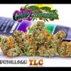 buy Jungle Boys Grape Topanga online, buy jungle boys online, buy weed packs online, jungle boys bags, jungle boys carts, jungle boys clothing, jungle boys dispensary, jungle boys grape topanga, Jungle Boys Grape Topanga for sale, Jungle Boys Grape Topanga online, jungle boys online, jungle boys packaging, jungle boys seeds, jungle boys seeds for sale, jungle boys strain, jungle boys strains, jungle boys weed, weed packs for sale, weed packs online, grape topanga strain, jungle grapes, jungle grape, grape topanga