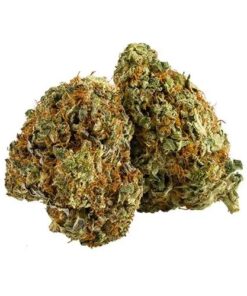 Sativa strains