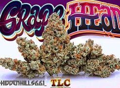 grapehead, grape head strain, grapehead strain, grape head, grapehead gelato strain, grape heads, jungle grapes, grapeheads candy, grape gelato weed, alexander the grape candy amazon