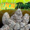 lemon mints strain