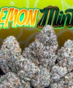 lemon mints strain