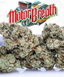 motorbreath strain