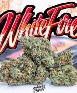 Jungle Boys White Fire