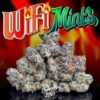 Jungle boys wifi mints