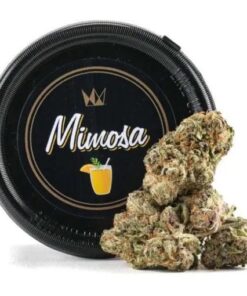 mimosa cake strain, mimosa evo, mimosa strain yield, mimosa cartridge, mimosa cart, mimosa cookies strain, strawberry mimosa strain, champagne weed strain, mtf weed strain, mimosa gelato strain, moscato weed, mimosa strain plant, mimosa 26 strain, mimosa carts, mimosa wax, champagne wedding strain, cloud 9 weed strain, blues weed strain, mimosa strain near me, mimosa 14 strain, krispy kreme weed strain, mimosa strain jungleboys, blurple weed, mimosa #14 strain, mimosa thc cartridge, mimosa shatter, champagne mimosa strain, mimosa flower near me, mimosa live resin, mimosa strain grow info, cataracts weed strain, trudose mimosa, mimosa strain terpenes, headspace weed strain, platinum mimosa, mimosa dabs, mimosa strain cartridge, ghost mimosa cartridge, orange blossom weed strain, pineapple mimosa weed, strawberry sherbet weed strain, blue jack weed, blue monster weed strain, mimosa reviews, exotic mimosa strain, verano mimosa, nuke em weed strain, mimosa terpene profile, mimosa gelato, hogsbreath weed