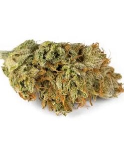 obama kush, presidential kush, obama kush strain, obama strain, obama weed, obama og, obama kush seeds, obama runtz, obama cannabis, obama kush leafly, purple obama, underarm kush, obamacare strain, underarm kush strain, obama og kush, obama kush clones, og obama, obama marijuana strain, leafly obama kush, obama leafly, under arm kush strain