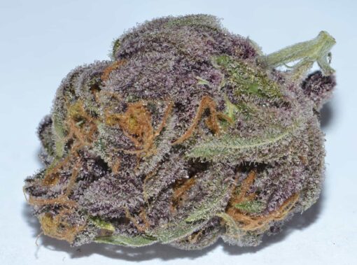 purp, purple strains, g purps strain, purple marajuana, granddaddy purple cartridge, purple marijuanas strain, granddaddy purple seeds, purple marijuana, granddaddy purple near me, grand daddy purple seeds, granddaddy og, grand daddy purple cartridge, original granddaddy purple, og purp, grand daddys, granddaddy og strain, grand daddy purp cart, gdp seeds, leafly granddaddy purple, grand daddy purple oil, granddaddy purple cbd, kens gdp, granddaddy purple terpenes, gdp leafly, strains with purple, grand daddy purp prices, purple weed seed, kens granddaddy purple, grand daddy purple auto, purple strains of weed, gdp cartridge, purple clones, grandaddy og, grand daddy purple yield, grand daddy purple autoflower, growing grand daddy purple, granddaddy purple cart, purple juice strain, grand daddy purple outdoor grow, grand daddy purple flowering time, grand daddy purple terpenes, kens gdp strain, gdp flowering time, granddaddy purple vape cartridge, grand daddy purp cartridge, grand daddy purple plant pictures, weed with purple, outdoor grand daddy purple, grand daddy purple grow tips, purple cartridge