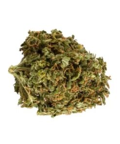 skywalker og, skywalker strain, skywalker og leafly, mars og, skywalker kush, skywalker weed, skywalker og cart, sky og strain, pyromancy strain, skywalker strain leafly, luke skywalker strain, skywalker og strain info, skywalker strain og, skywalker og indica or sativa, skywalker platinum og, sky og, spacewalker strain, purple skywalker strain, designer weed strains, skywalker weed strain, skywalker indica, skywalker leafly, skywalker og strain leafly, skywalker og thc level, skywalker og trulieve, leafly skywalker og, spacewalker og, luke skywalker og, mule fuel, skywalker og indica, blue skywalker strain, nugs skywalker og, leafly skywalker, skywalker strain effects, skywalker strain review, skywalker cannabis, skywalker kush strain, skywalker og effects, platinum skywalker, skywalker og wax, skywalker og terpenes, skywalker og yield, white skywalker strain, skywalker og strain thc level, skywalker og near me, skywalker og flavor, skywalker thc, star wars weed strains, blue skywalker og, skywalker thc level, skywalker og flower, spacewalker og strain, platinum skywalker og, sky walker weed, skywalker marijuana strain, og skywalker weed, luke skywalker weed strain, indica skywalker, skywalker buds, skywalker og terpene profile, luke skywalker og strain, weed skywalker, skywalker purple og, skywalker glue strain, skywalker flower, white sky walker, og clones, sw og strain, skywalker og for sale, skywalker og oil, luke skywalker bud, skywalker og dab, skywalker og kush strain, skywalker vs skywalker og, super skywalker, skywalker kush review, skywalker designs, skywalker og logo, strain skywalker, white skywalker og strain, skywalker og dabs, starwalker strain, sky og strain review, skywalker indica strain, skywalker og pictures, skywalker hybrid, skywalker cannabis strain, skywalker strain oil, skywalker sativa, skywalker kush leafly, starwalker og strain, luke skywalker kush, what strain is skywalker og, og skywalker leafly, how much is a skywalker, skywalker weed thc content, skywalker pot, super skywalker og, blueberry og leafly, mazar x blueberry og