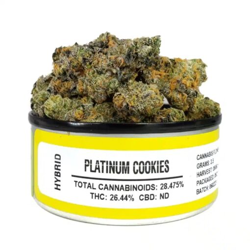 platinum cookies, platinum cookie, platinum cookie strain, platinum girl scout cookies, platinum gsc, platinum gsc strain, platnum cookies, platinum girl scout cookie seeds, platinum cookies seeds, pgsc, platinum girl scout cookies strain, purple platinum cookies, platinum girl scout cookie strain, platinum leafly, blue platinum cookies, platinum girl scout cookies seeds, platinum girl scout cookie, platinum gg strain, platinum girl scout cookies weed, platinum scout strain, platinum girl, platinum girl scout cookies grow, leafly platinum og, platinum cookies bags, platnium cookies, platinum cookies yield, outdoor platinum cookies, platinum cookies flowering time, platinum blue cookies, platinum weed strains, girl scout cookies platinum, platnium cookie, og cookies weed strain, platinum girl scout, girl scout cookie clones, leafly platinum cookies, girl scout cookie leafly, platinum blue cookies strain, leafly platinum, platinum gsc seeds, premium girl scout cookies, sour platinum cookies, platinum cookie monster strain, mega cookies strain, platinum girl scout cookies price, forum cookies strain allbud, platinum cookies price, platinum scout, theplatinumgirl, platinum cookies review