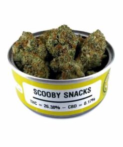 scooby snacks strain, scooby snacks weed, would you do it for a scooby snack, scooby doo weed, scooby snax strain, scooby snack strain, scooby doo strain, scooby snacks weed strain, scooby snack weed, scooby snaks, scooby strain, scooby snacks strain seeds, scooby snacks leafly, weed scooby snacks, scooby doo weed strain, dog treats strain, 1 scooby snack, scooby glue strain, scooby snacks 2 strain, scooby snacks medicated brownie bites, scooby snax weed, scooby sncks, scooby snacks seeds, scooby snacks strain allbud, scooby snax kush, scooby snax review, what are scooby snacks weed