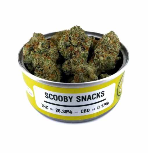 scooby snacks strain, scooby snacks weed, would you do it for a scooby snack, scooby doo weed, scooby snax strain, scooby snack strain, scooby doo strain, scooby snacks weed strain, scooby snack weed, scooby snaks, scooby strain, scooby snacks strain seeds, scooby snacks leafly, weed scooby snacks, scooby doo weed strain, dog treats strain, 1 scooby snack, scooby glue strain, scooby snacks 2 strain, scooby snacks medicated brownie bites, scooby snax weed, scooby sncks, scooby snacks seeds, scooby snacks strain allbud, scooby snax kush, scooby snax review, what are scooby snacks weed