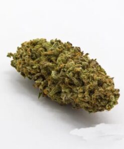 thc bomb strain, thc bomb, weed bombs, bomb seeds, bombs away strain, trench buddy strain, purple bomb strain, thc bomb grow, thc bomb seeds, cannabis strain reviews, weed bomb, bomb weed, thc bomb review, bomb strain, thc bomb genetics, bomb og strain, marijuana strain reviews, bomb seeds review, bomb seeds reviews, bombseeds, diesel bomb strain, thc bomb weed, marijuana strain review, pine bomb strain, bomb og, thc bomb outdoor grow, thc bomb lineage, thc bomb leafly, bomb buds 2, thc bomb auto review, bomb seeds thc bomb, bomb #1 strain, thc bomb smoke report, thc bomb grow guide, bomb weed names