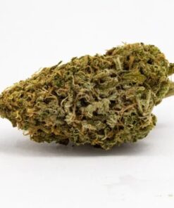 blue cheese strain, uk cheese strain, uk cheese, blue cheese weed strain, blue cheese bud, cheese marijuana strain, uk cheese seeds, cheese leafly, grand blue cheese strain, big cheese strain, uk cheese weed, cheese cannabis, grand blue cheese, cheese bud, blue chees, blue cheese strain review, cheese buds, blue cheese weed price, cheddar cheese strain, leafly cheese, big blue cheese, cheese strain leafly, blue cheese weed plants, uk cheese strain allbud, blue cheese strain info, cheese head strain, weed blue cheese, blue cheese strain thc level, uk cheese leafly, grand blue cheese wax, uk kush, cheese sativa, super blue cheese strain, blue cheese strain leafly, blue cheese buds, cheese strain review, green cheese strain review, blue cheese review, leafly uk cheese, uk cheese weed strain, cheese strain flowering time, uk cheese marijuana, uk cheese flowering time, blue cheese weed side effects, curio blue cheese, blue cheese strain price, bc cheese, blue cheese weed thc level, blue cheese weed review, blue cheese weed effects