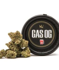 gas weed, gas bud, gas strain, gas og strain, gas og, weed gas, gas house strain, gas house og strain, gas weed strain, gas cookies strain, og gas, gas house og, gas station strain, gas face og strain, og gas strain, gas og strain west coast cure, gas tank strain, sour gas strain, is gas weed, gas marijuana, gas can strain, gas hitz california, gas strain weed, gas seeds, good gas weed, gas weed strains, gas og west coast cure, gas buds review, gas kush, gas pump strain, what is gas weed, gak gas strain, gas candy strain, gas n fruit strain, gas marijuana strain, marijuana gas, gas cake weed, weed called gas