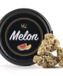 magic melon strain, magic melon, watermelon kush, blue magic strain, melon og strain, melon strain, melon og, magic strain, melon weed strain, magic melon weed strain, magic melon seeds, melon og strain indica, watermelon rancher strain, melon bread strain, magic melon strain yield, magic melon outdoor, magic melons, minty melon strain, magic melon dark heart, melon og indica, magic marijuana