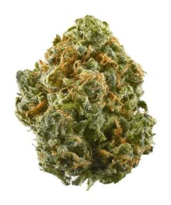 Buy blue dream strain Online, blue weed strains, blue dream cartridge, blue power strain, blueberry dream strain, blue glue strain, blue nerds strain, blue dream cbd, blue knight strain, blue dream haze, blue dream cart, blue walker strain, blue magic strain, blue dream haze strain, blue northern lights strain, blue strain, blue dream strain allbud, blue monster strain, blue dream terpenes, blue dream price, chicago blue dream strain, blue bud, platinum blue dream, bay dream strain, blue dream autoflower, blue dream crystal, blue dream vape, blue dream strain near me, blue amnesia strain, blue weed leaf, sour blue strain, sour diesel blue dream, blue dream edibles, chicago blue dream, blue ivy strain, kush dream, blue lagoon strain, blue platinum strain, blue dream cbd oil, blue dream allbud, blue dream wax, blue cannabis, blue dream shatter, blue dream logo, dream x blueberry, blue dream carts, og dream strain, blue dream terpene profile, purple blue dream, blue milk strain, kush dream strain,blue skywalker strain, dream og, blue indica, blue dream hybrid cartridge, blue dream crumble, thc cotton candy, blue dream thc cartridge, gushers thc level, sour diesel blue dream og kush, new years dream strain, blue dream clones for sale, super blue strain, blue dream for anxiety, blue dream strain cartridge, is blue dream good for anxiety, platinum blue dream strain review, beyond blue dream strain, blue dream oil, bluezzz strain, leafly com blue dream, blue dream cookies strain, peanut butter breath strain thc percentage, blue dream sour diesel, royal blue strain, blue strains, blue dream cbd effects, blue dream xtrm, blue dream pics, blue dream dispensary, sour og thc level, blue dream live resin, blue marijuana strain, blue dream x pck, blue dream strain terpenes, blue dream cartridge near me, blue dream oil cartridge, blue dream tincture, blue shandy strain, double blue dream, strain map, og strain allbud, hazy dream strain, bcp strain, blue dream hemp, snoop's dream strain, blue dream dab cart, blue dream disposable pen, fruit punch thc, blue island dream strain, blue marijuana plant, blue tommy strain, cheap weed strains, blue dream leaves, dark blue dream, sour blue dream, dream pot, blue haze vs blue dream, blueberry dream weed, dark blue dream strain, blue dream strain las vegas, hush thc sizzurp review, blue dream glo, dreamland strain, blue dream heavy hitters, blue dream price per ounce, blue trip strain, blue dream pictures, allbud blue dream, blue dream for migraines, dank blue dream, dream kush, grape jelly strain thc level, blue dream blunt, blue dream diesel, blue dream cbd strain, lemon kush thc content, blueberry blue dream, dream haze, is blue dream good for sleep, blue dream prices, sceptre strain, og kush vs blue dream, blue dream auto review, blue dream x og kush, blue dream hash, black widow strain thc level, blue dream dabs, sherblato thc, lemon blue dream, tangerine haze thc level, mob boss strain thc level, heavy hitters thc percentage, blue dream cost, bud blue, blue dream hemp oil, hso blue dream review, cbd blue dream, weed strains with blue in the name, ounce of blue dream, beyond blue dream strain review