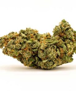 nebula strain, nebula haze, blue nebula strain, nebula weed strain, pink nebula strain, nebula flower, nebula seeds, nebula cannabis, nebula seed, paradise nebula, nebula strain seeds, nebula weed, nubia strain, nebula marijuana, paradise seeds nebula