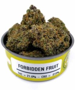 forbidden runtz strain, forbidden fruit cartridge, grape pie weed, orange creamsicle weed, pink champagne weed, jelly bean weed, icecaps weed, forbidos strain, superman weed, afghooey weed, lemoncello weed, orange sherbet weed strain, forbidden fruit cart, forbidden fruit strain yield, kangaroo jack weed, three kings weed, 24k weed, 3 kings weed, watermelon gelato weed, apple gelato weed, zuki weed strain, laughing buddha weed, granimals weed strain, forbidden cookies, froot loops weed, rainbow sherbet weed, forbidden fruit terpene, forbidden fruit terpenes, ozone forbidden fruit cartridge, lion's mane weed strain, butterscotch weed, key lime weed, forbidden punch, advanced genetics weedmaps, blueberry yum yum weed, mintz weed, blue cheese weed plants, blue razz weed, forbidden fruit wax, passionfruit weed, mango sherbert weed, ninja fruit weed, pennywise weed strain, fruit breath strain, fruit strains, cherry cookies weed, forbidden fruit clones, 3 kings weed strain, forbidden fruit strain prices, fruit paradise strain